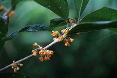 散り始めた金木犀