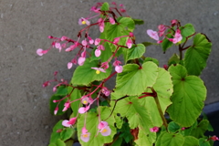 花散歩シュウカイドウ