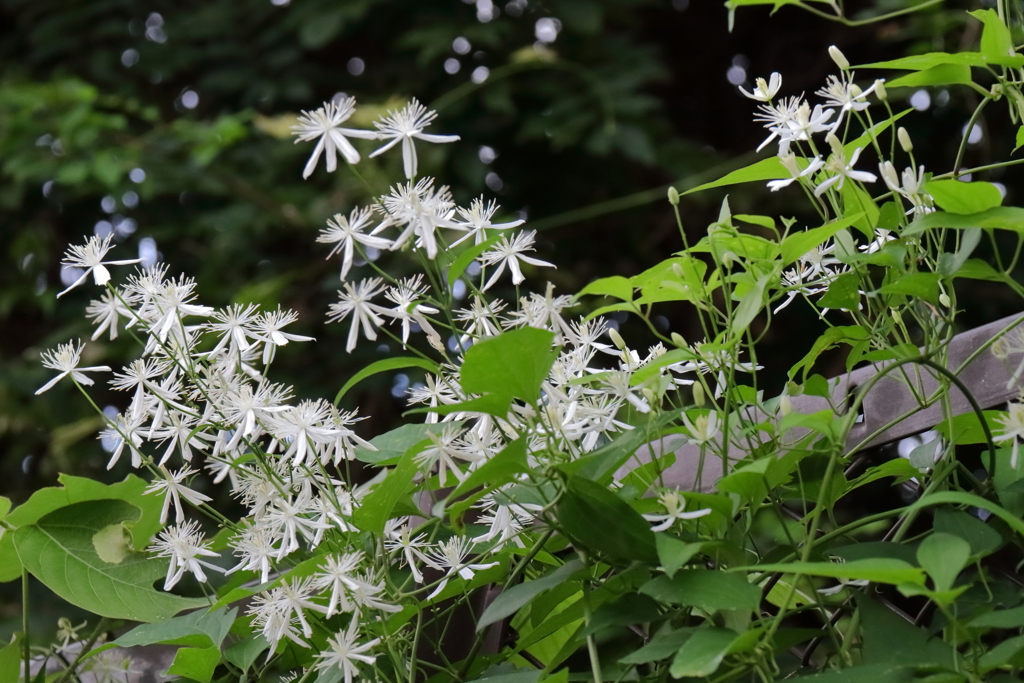 草むらに咲く１