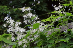 草むらに咲く１