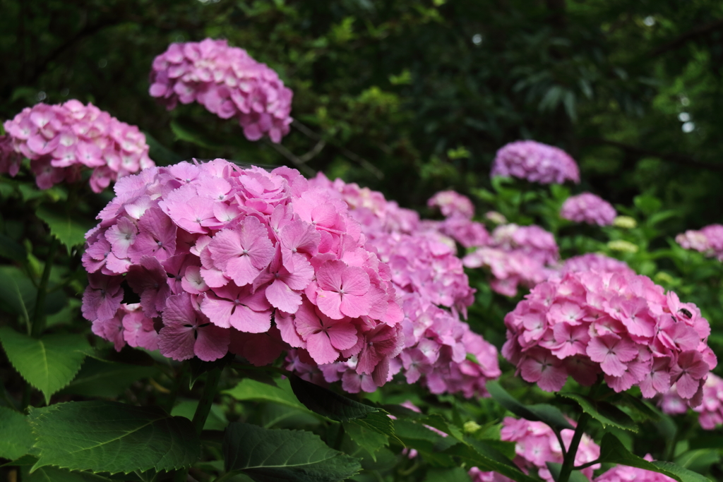 あじさいの彩り４