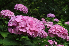 あじさいの彩り４