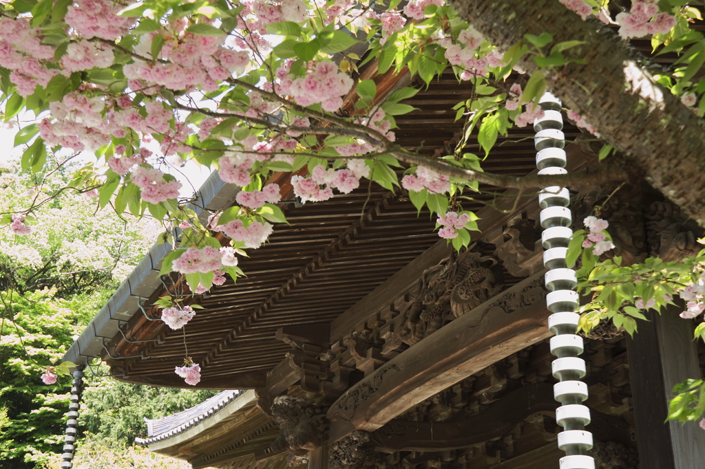 桜を見送る