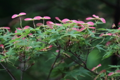 花散歩春もみじ２
