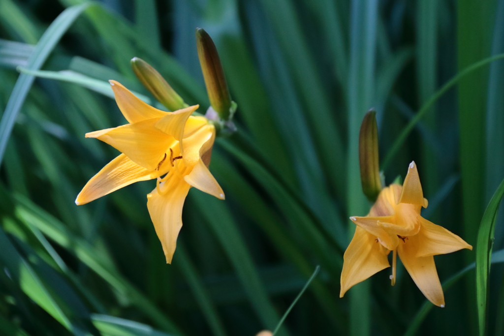 公園花壇キスゲ２