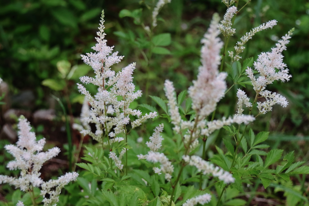 花散歩アワモリソウ２