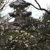 三渓園梅景