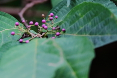 花散歩ヤブムラサキ２