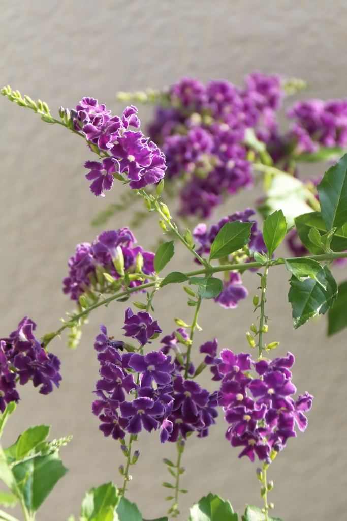 デュランタタカラヅカ１