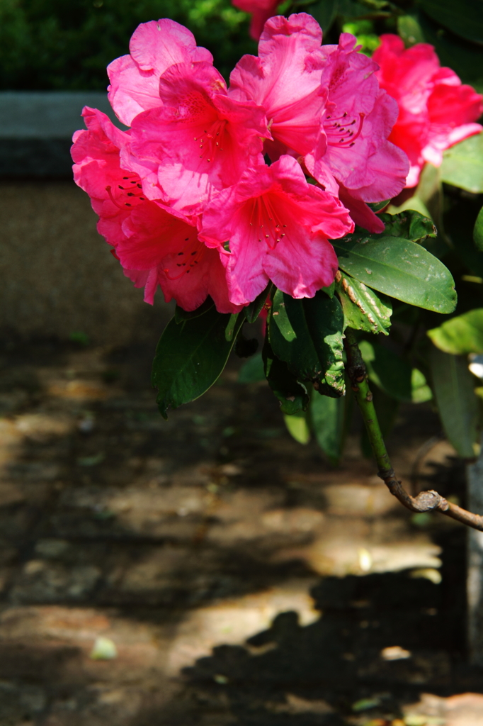 シャクナゲが咲く午後