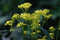 花散歩オミナエシ１