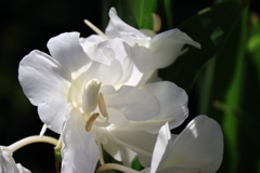 花散歩ジンジャー４