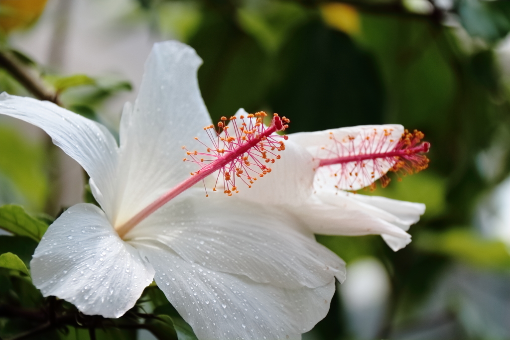 植物園散策ハイビスカス２