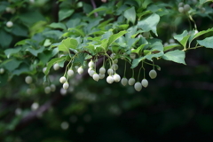 花散歩エゴ１