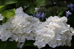 花散歩紫陽花５