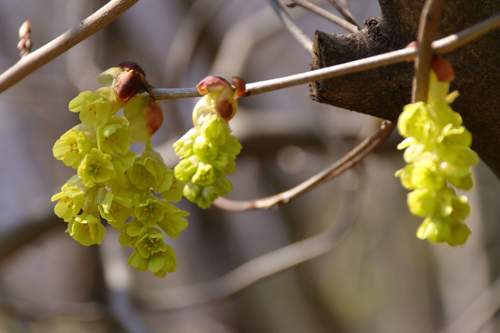春、植物園15シナミズキ