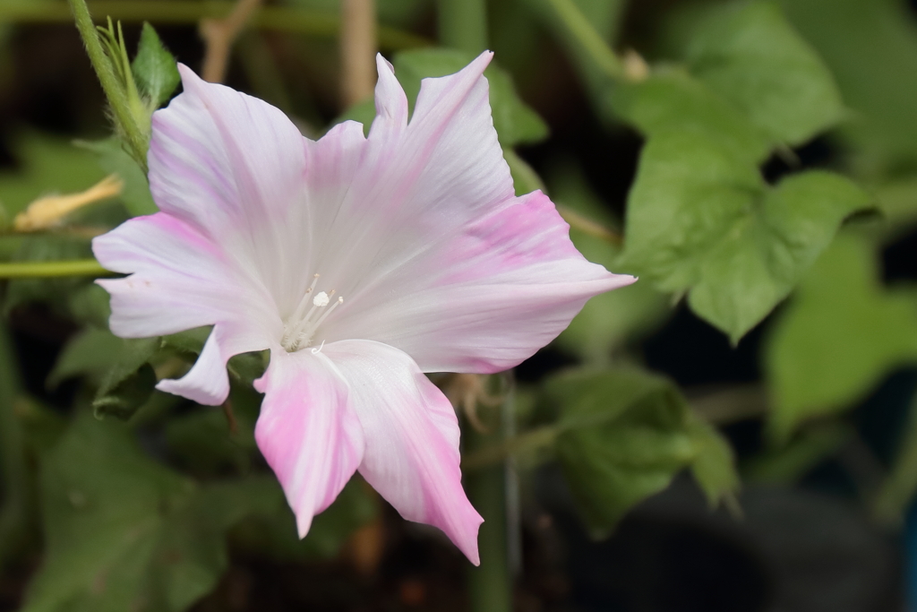 花散歩まだ変化朝顔４