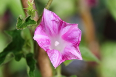 ９月の朝顔３