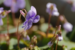 すみれ咲きだす２