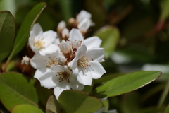 シャリンバイ２