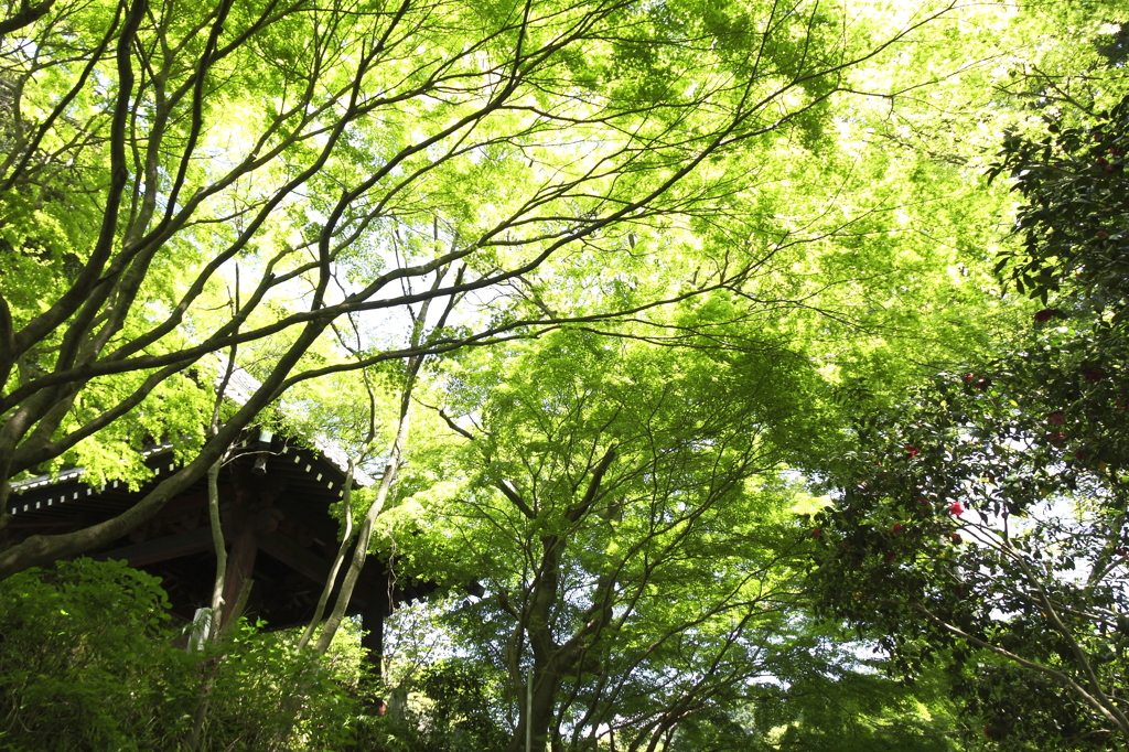 新緑に包まれて１