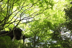 新緑に包まれて１