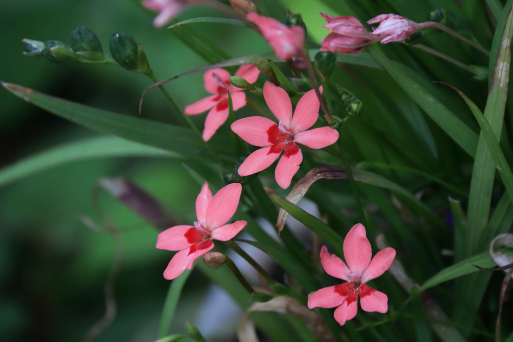 ヒメヒオオギ１