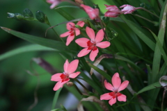 ヒメヒオオギ１