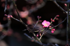 花散歩初春紅梅１