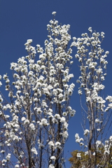 花散歩花桃白２