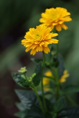 里山花散歩ヒメヒマワリ１