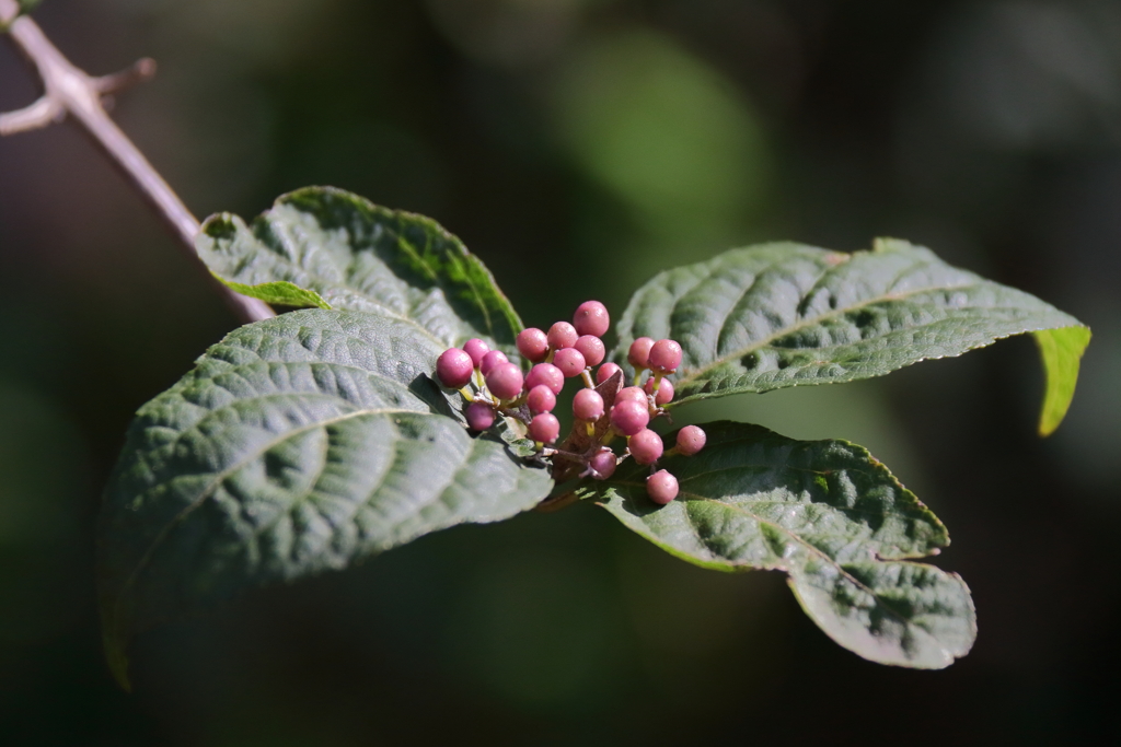 木漏れ日のムラサキシキブ１