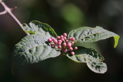 木漏れ日のムラサキシキブ１