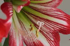 我が家のアマリリス１