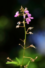 花散歩アレチヌスビトハギ４