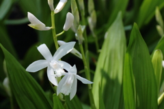 紫蘭（シロバナ）１