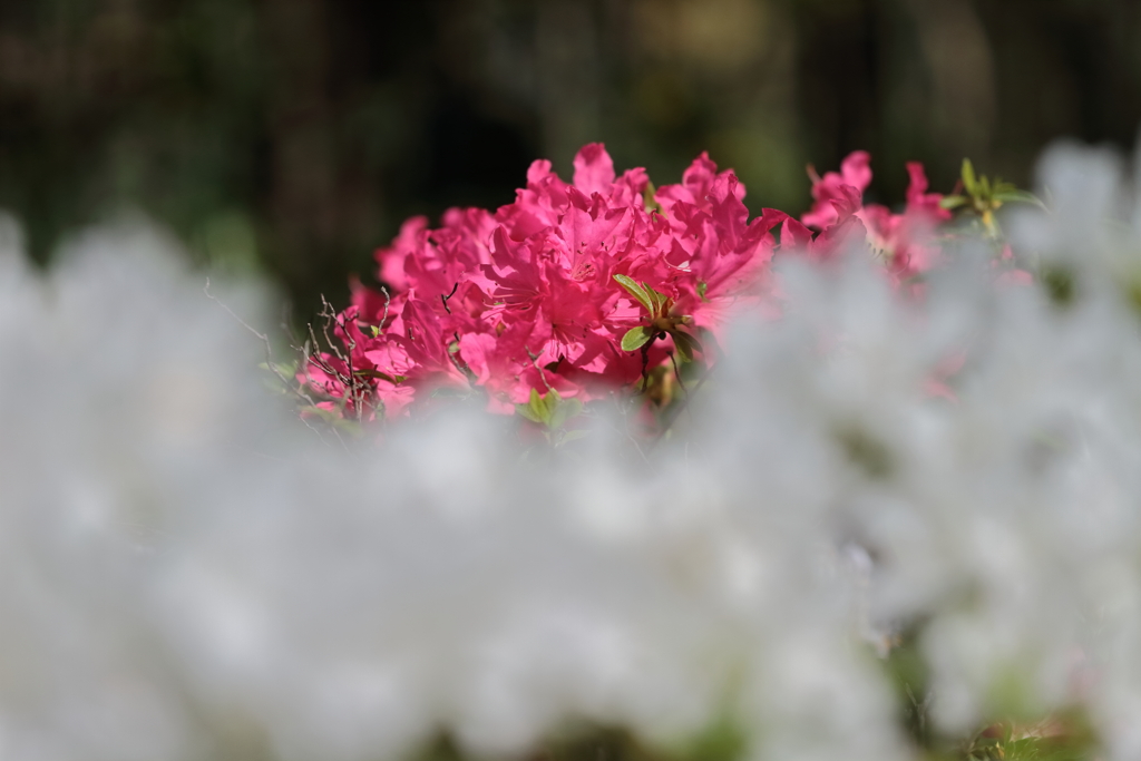 紅白つつじ合戦