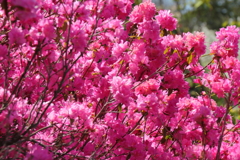 植物園から「つつじ吉野」4