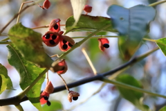 里山の植物ゴンズイの実２