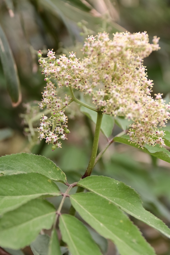 散歩道の野草達9