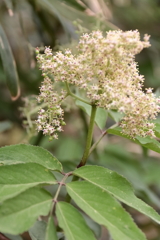 散歩道の野草達9