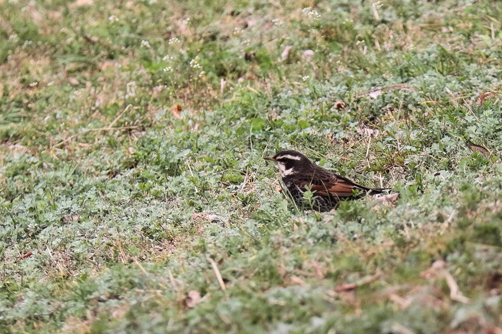 里山の野鳥達ツグミ１