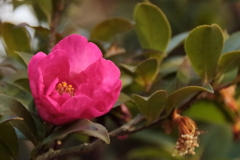花散歩「立寒椿」