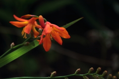 ヒオウギスイセン４