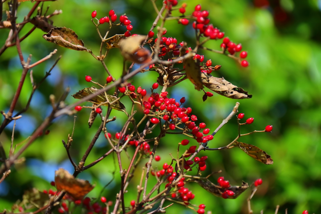散歩道に咲くガマズミ