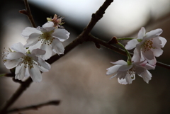 冬桜１