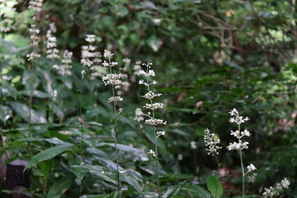 ヤブミョウガの繁茂１