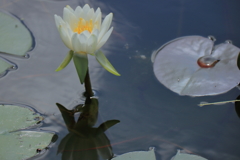 水面を彩る19