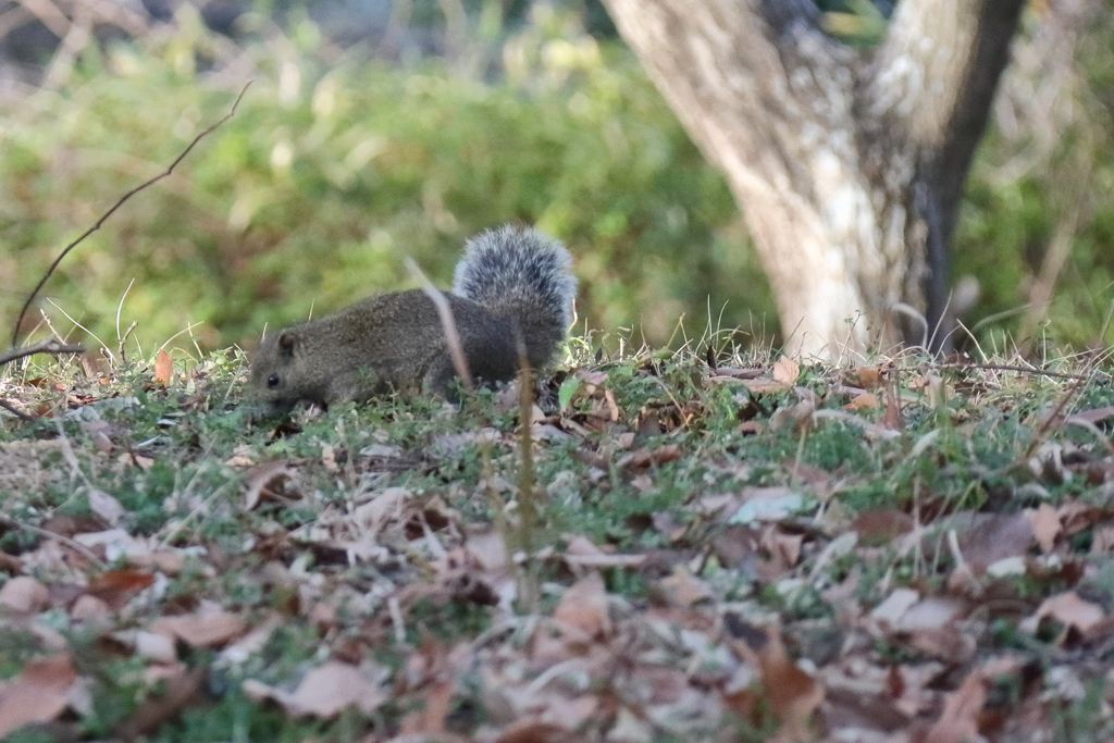 犯人「私がやりました」
