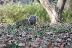 犯人「私がやりました」